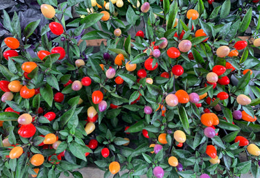25 BOLIVIAN RAINBOW PEPPER Multi Colored Chili Capsicum Annuum Vegetable Seeds